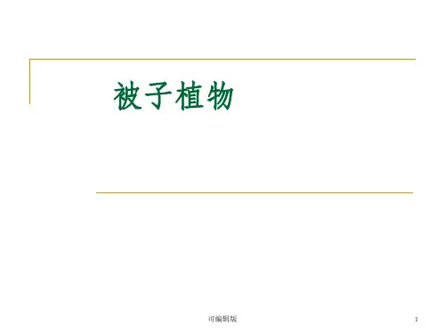 双子叶植物-木兰科