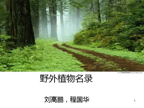 野外植物名录PPT课件