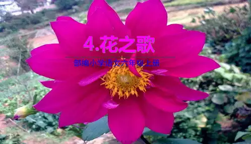 部编人教版六年级上册语文 第4课 花之歌 教学课件