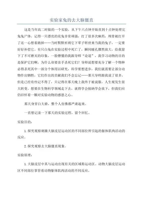 实验家兔的去大脑僵直