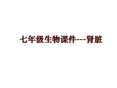 七年级生物课件---肾脏