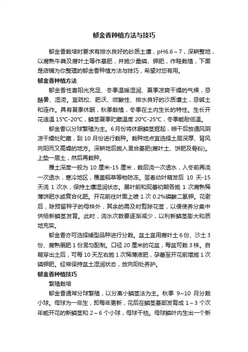 郁金香种植方法与技巧