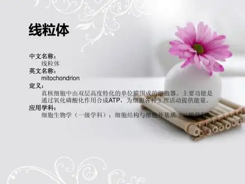 线粒体