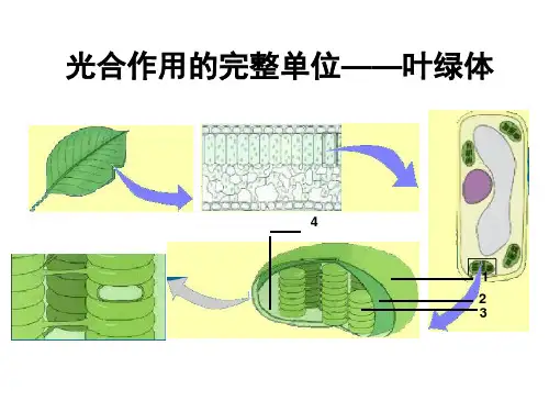 (完整版)光合作用(一)光合作用发现史中的经典实验2018