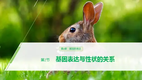 《基因表达与性状的关系》基因的表达PPT