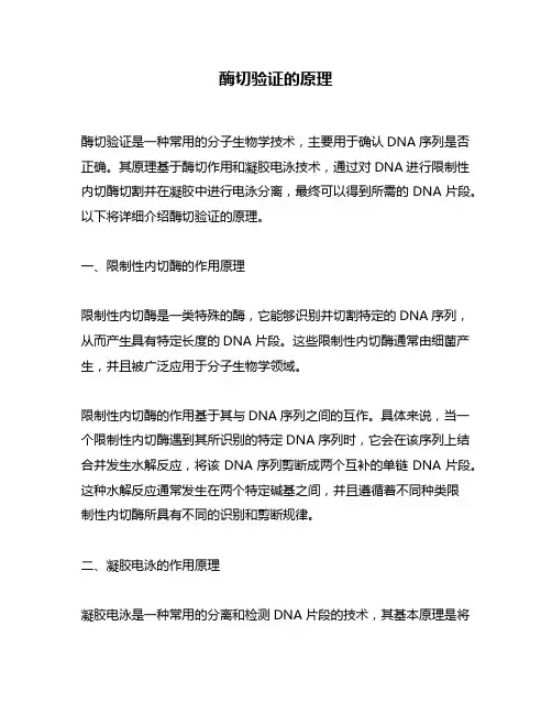 酶切验证的原理