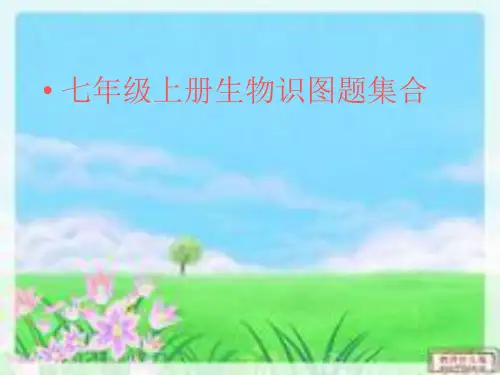 七上生物识图题