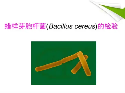 蜡样芽胞杆菌的检验