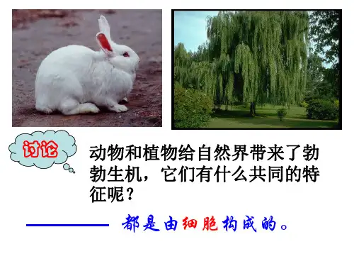第四节 细胞(第一课时) ppt课件