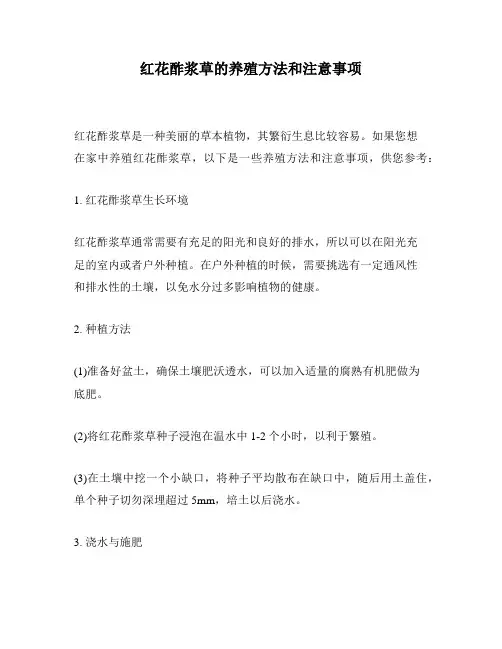 红花酢浆草的养殖方法和注意事项