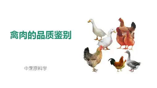 3 禽肉的品质鉴别