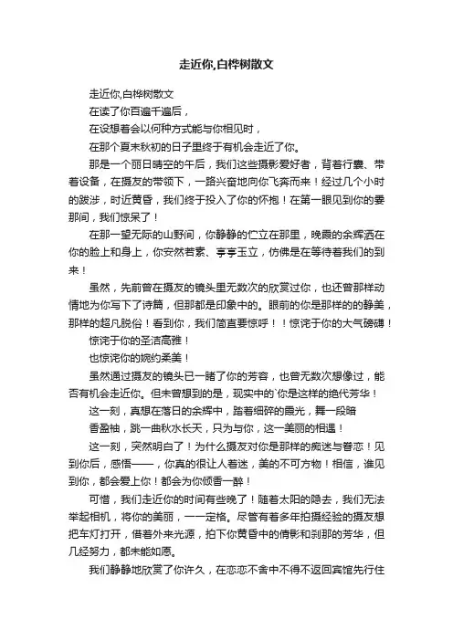 走近你,白桦树散文