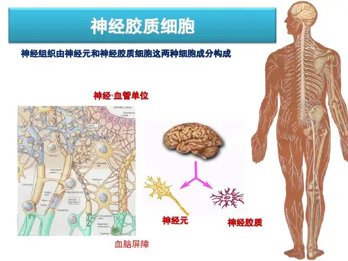 胶质细胞