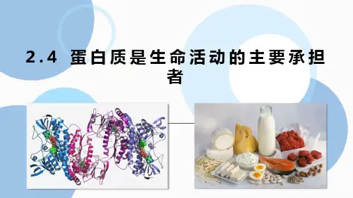 2.4 蛋白质是生命活动的主要承担者-高一生物课件(人教版2019必修1)
