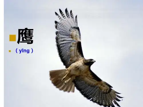 8小鹰学飞.ppt第一二课时
