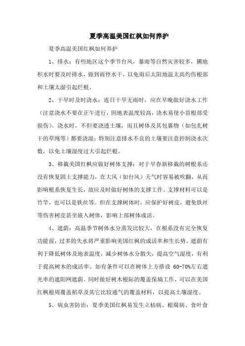 夏季高温美国红枫如何养护
