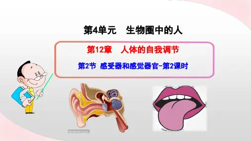 感受器和感觉器官第2课时课件北师大版生物七年级下册