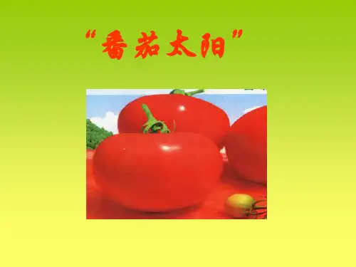苏教版四年级下册语文《番茄太阳》课件PPT