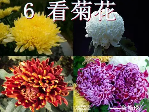 苏教版一年级上册  6 看菊花