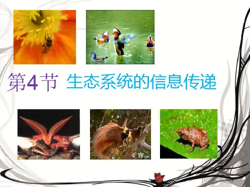 《生态系统的信息传递》ppt课件人教版9