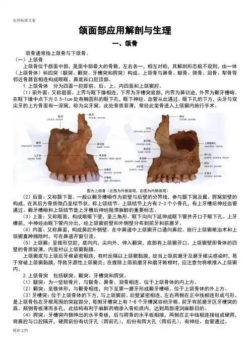 颌面部的应用解剖与生理