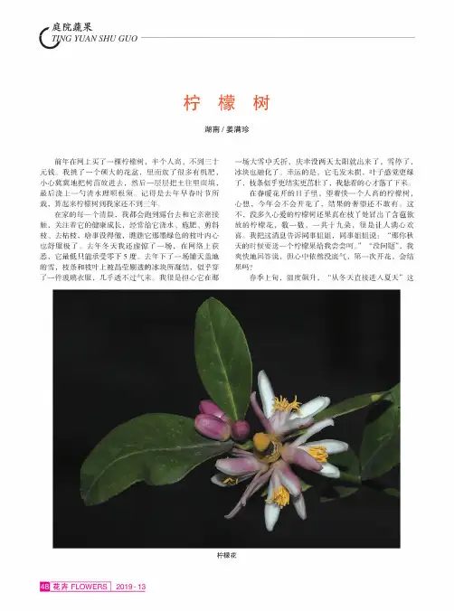 柠檬树