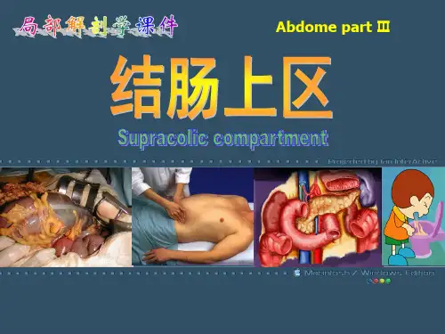 结肠上区局部解剖