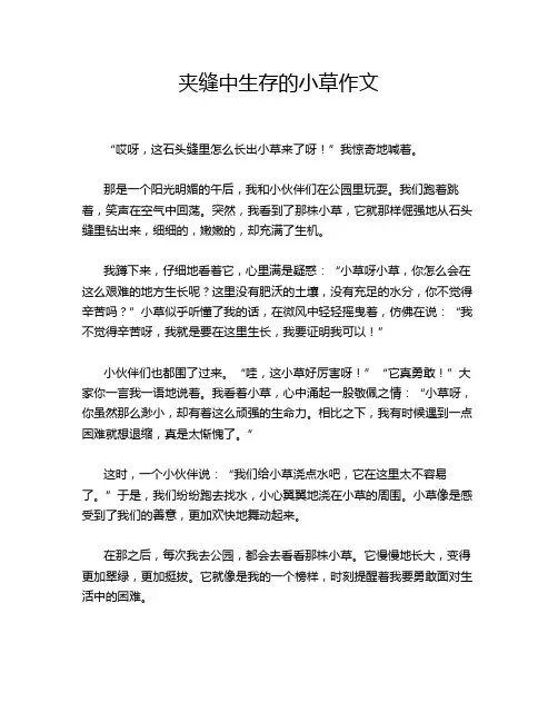 夹缝中生存的小草作文