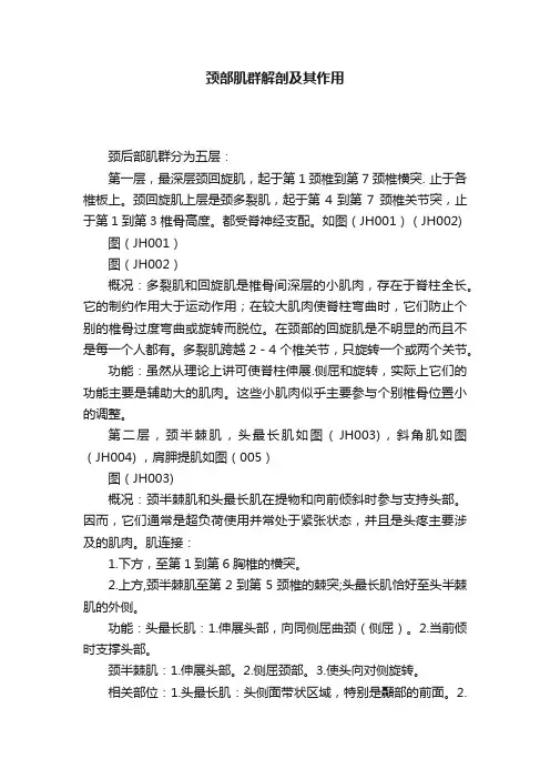 颈部肌群解剖及其作用