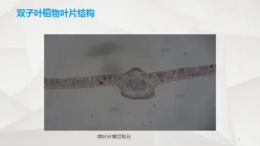 双子叶植物叶片结构
