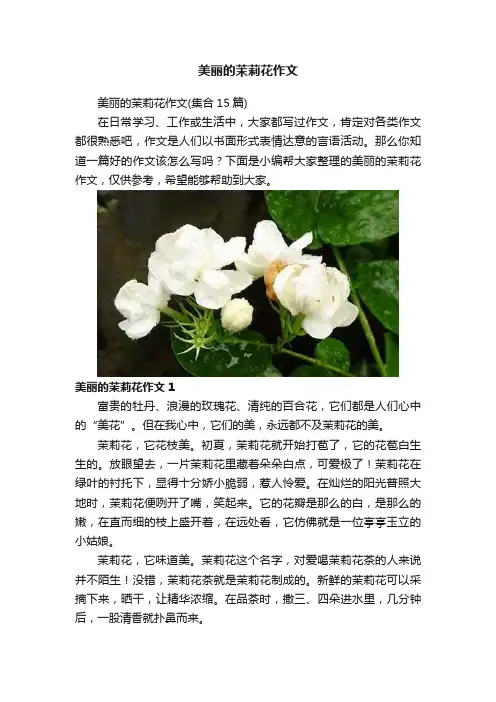 美丽的茉莉花作文