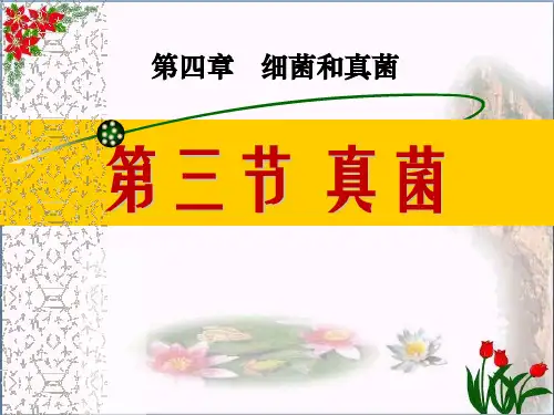 《真菌》细菌和真菌2精品 课件 