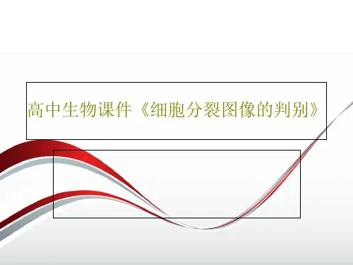 高中生物课件《细胞分裂图像的判别》共30页