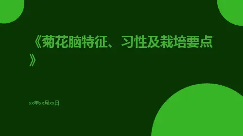 菊花脑特征、习性及栽培要点