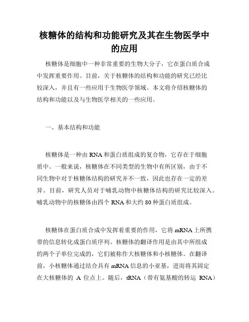 核糖体的结构和功能研究及其在生物医学中的应用