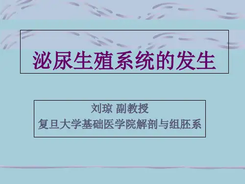 组织胚胎学泌尿生殖系统的发育