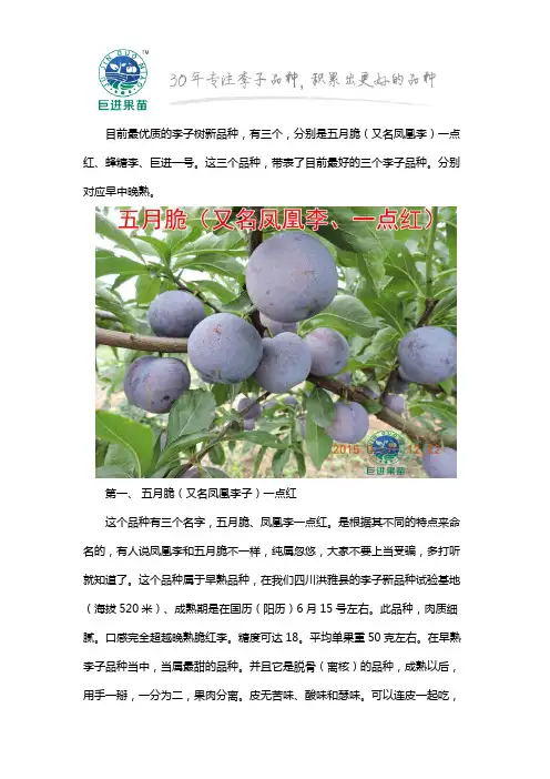 目前最优质李子树新品种