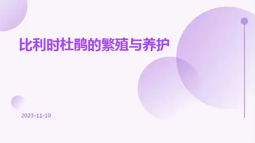 比利时杜鹃的繁殖与养护