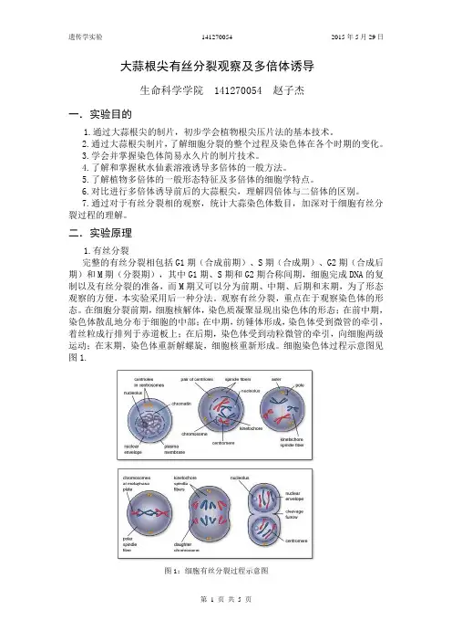 大蒜根尖有丝分裂观察及多倍体诱导