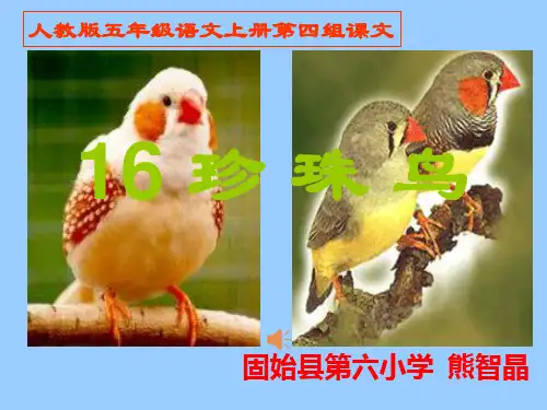 部编五年级上人教《16 珍珠鸟》熊智晶PPT课件 一等奖新名师优质课获奖比赛公开免费下载