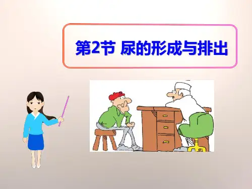 《尿的形成与排出》PPT