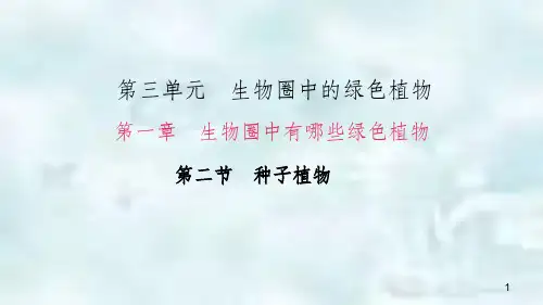 七年级生物上册 3.1.2 种子植物优质课件 (新版)新人教版