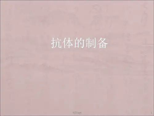 抗体的制备