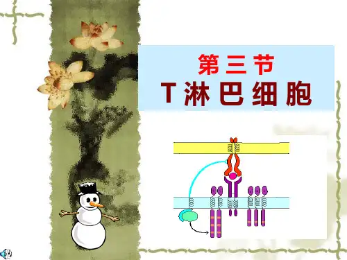 T细胞