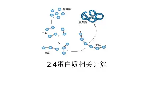 蛋白质计算课件 高一上学期生物人教版(2019)必修1