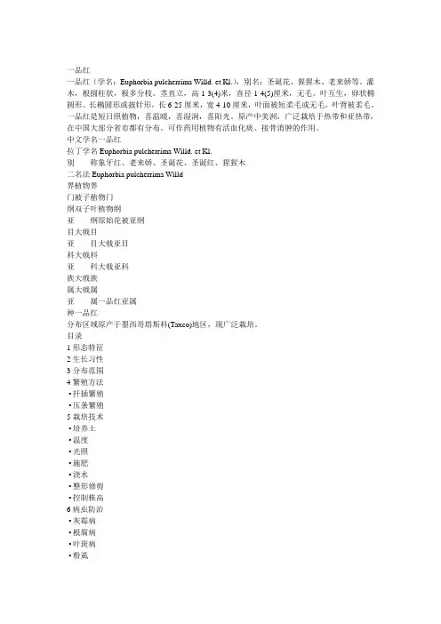 一品红