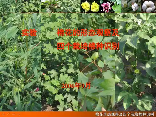 棉花的形态观察及四个栽培棉种识别(2006)