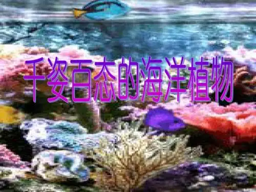 千姿百态的海洋植物