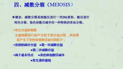 细胞增殖及其调控lgy优秀课件