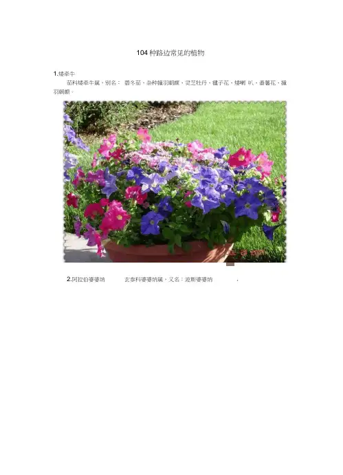 104种常见的植物图片集